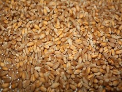 Комбикорм пшеница 40 кг (другой производитель)